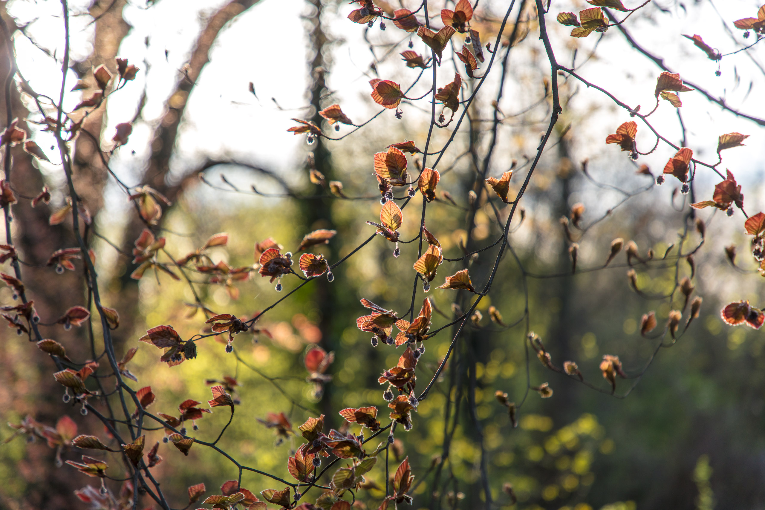 20180414190606 DP014958